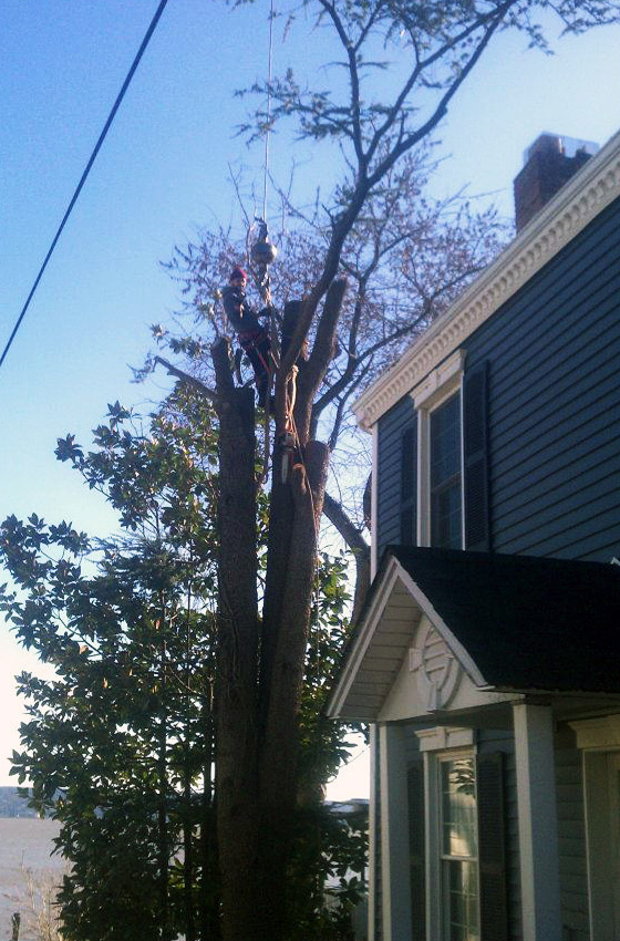 Tree removal services Lower NY State