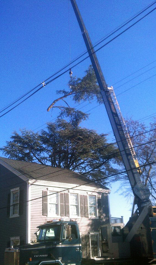 tree removal in Westchester County NY